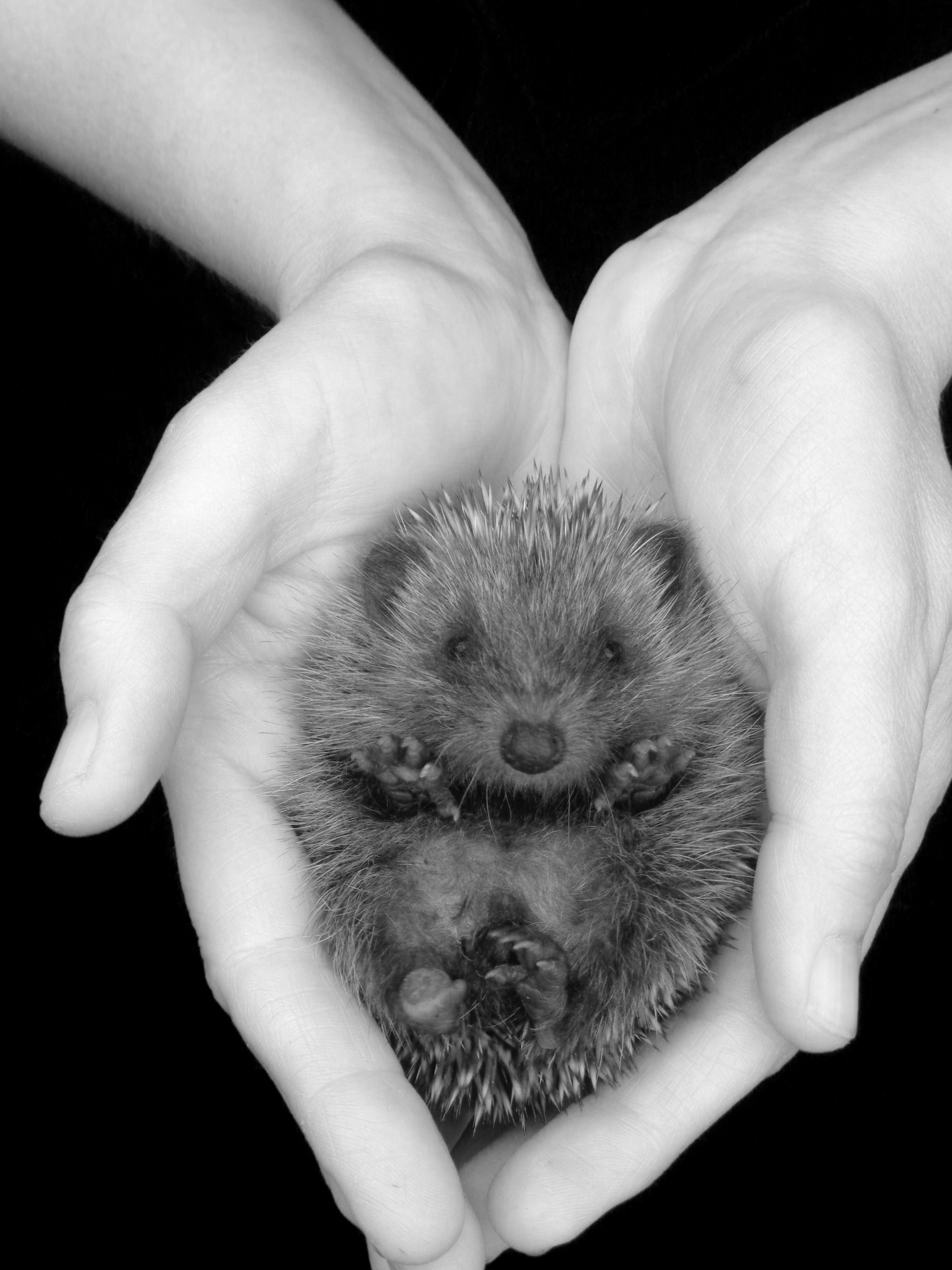 Tracy Frost hedgehog photo